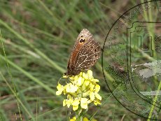 Чернушка-африканка 001